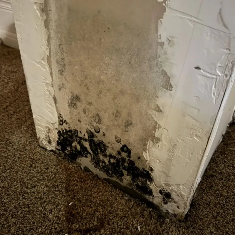 Professional Mold Removal in Rockingham County, VA